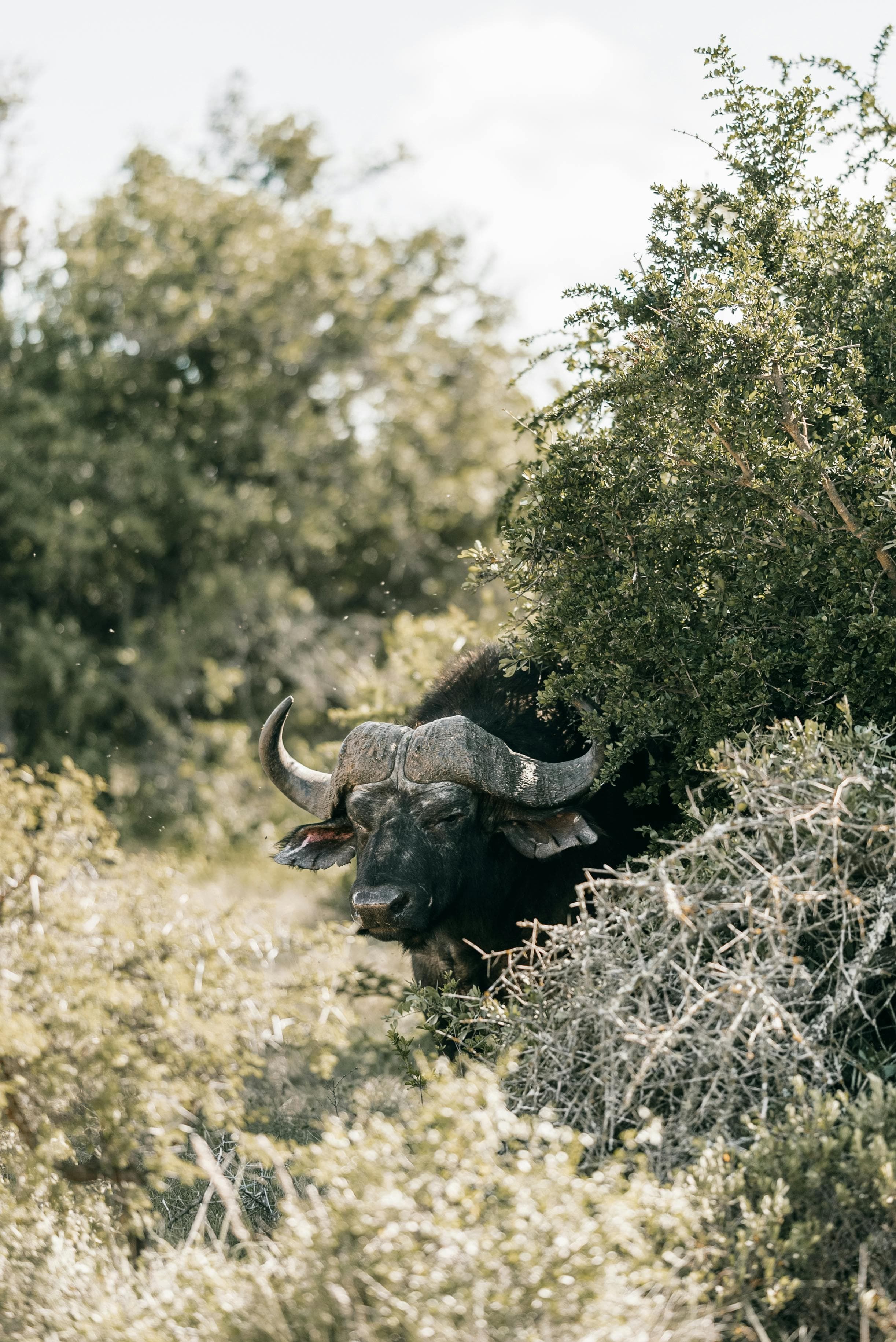 A buffalo in the wild