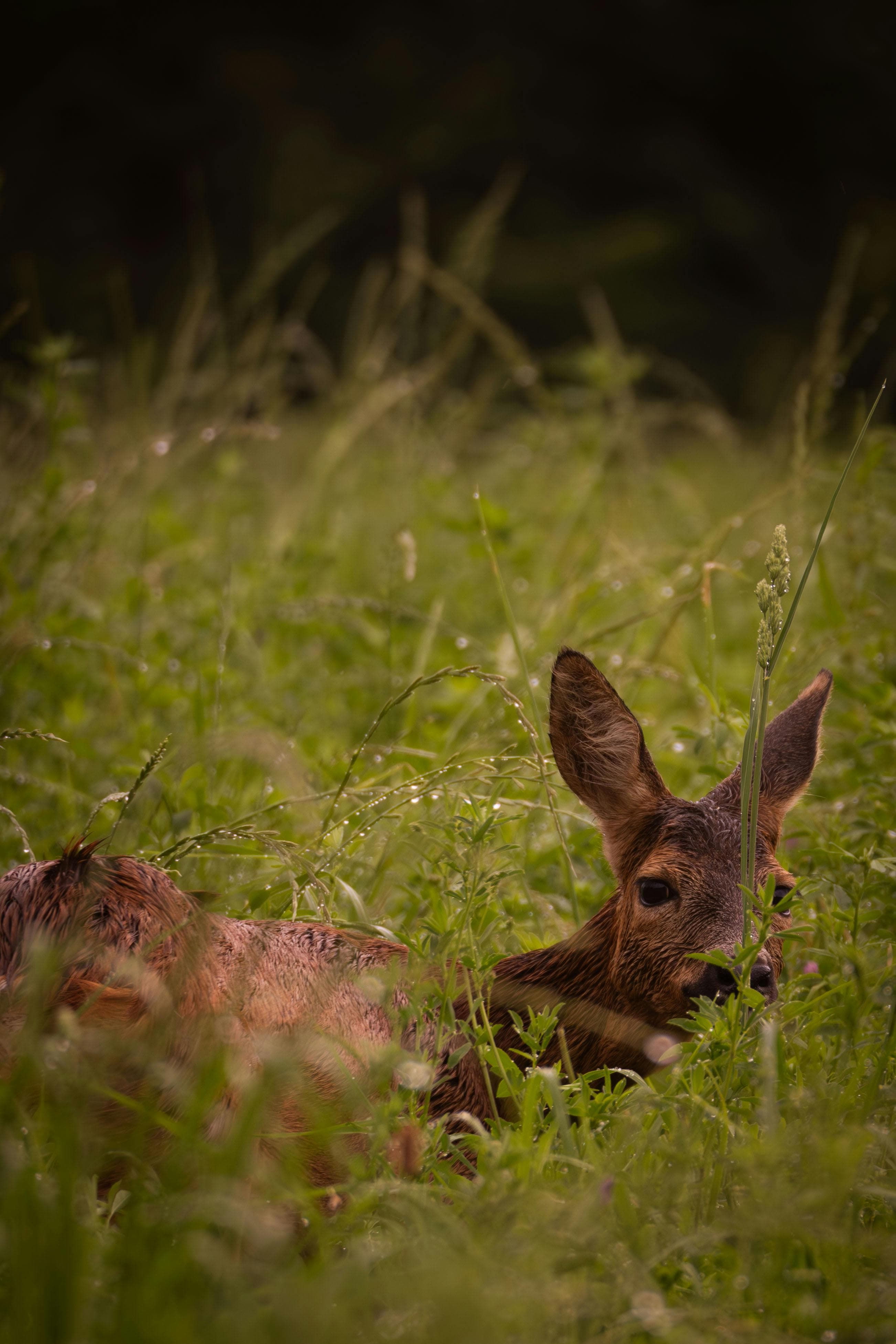 A shy Dik-Dik antelope in the bush