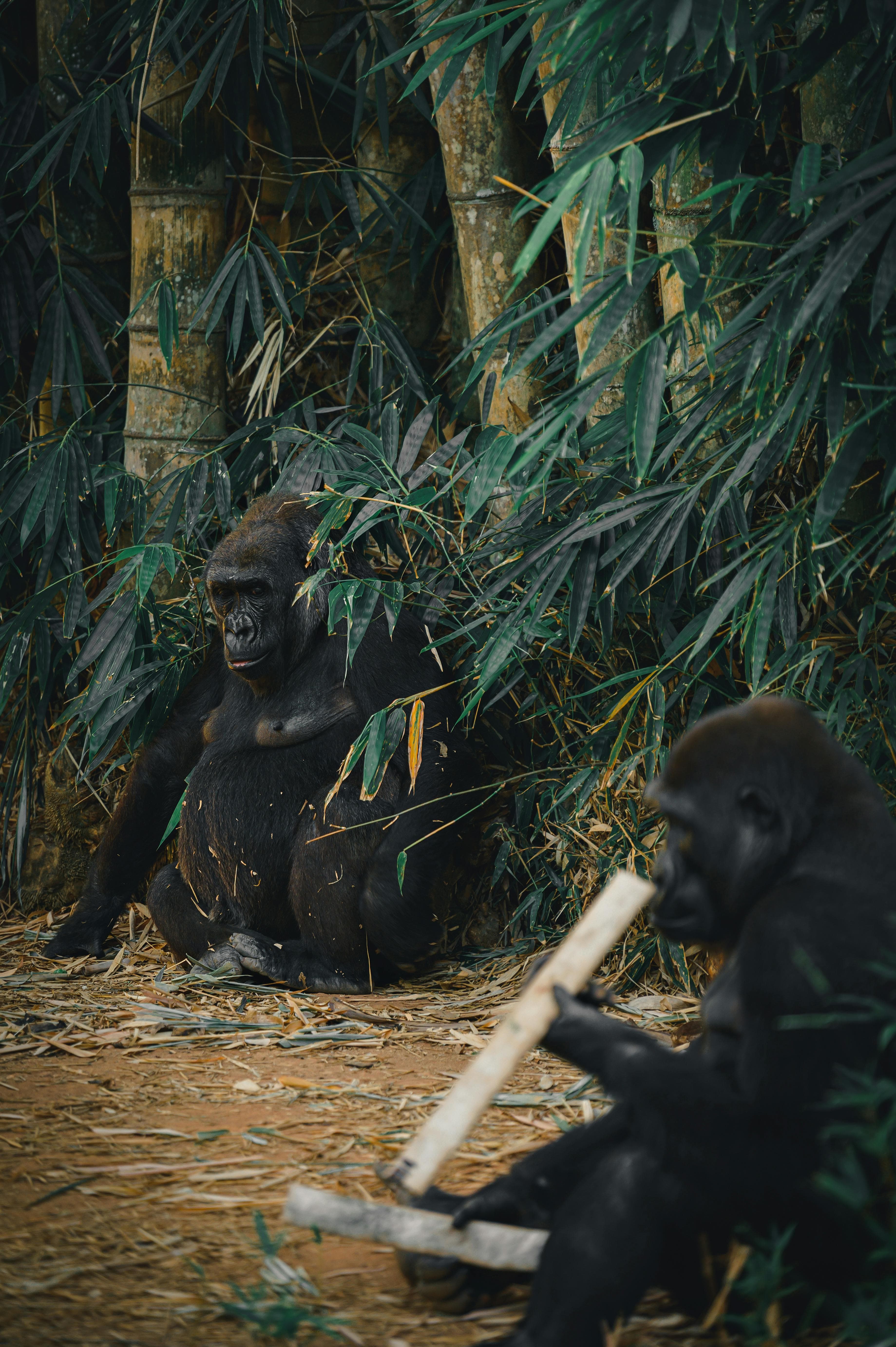 Mountain gorillas in Rwanda