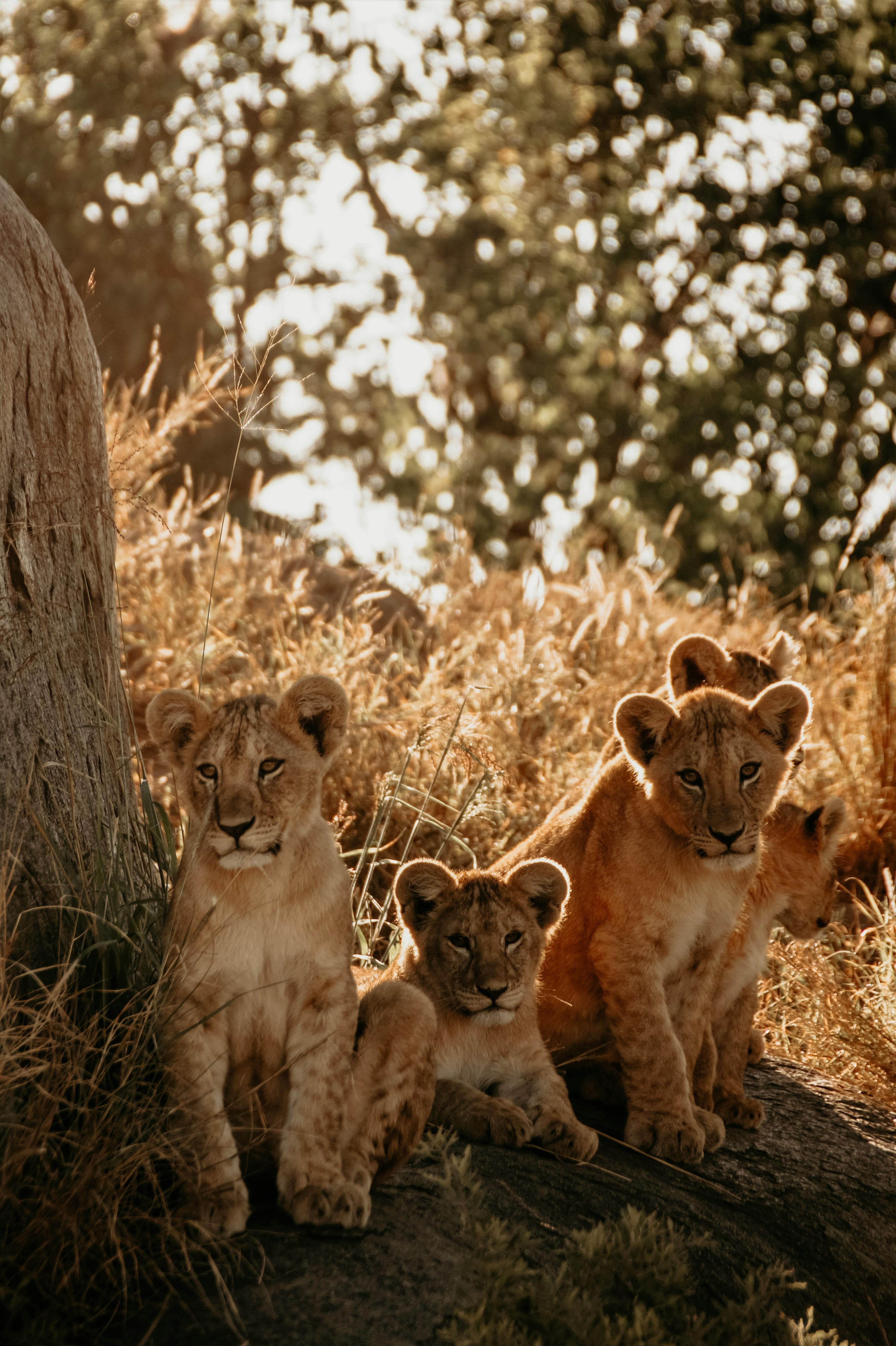Playful lion cubs in the Serengeti