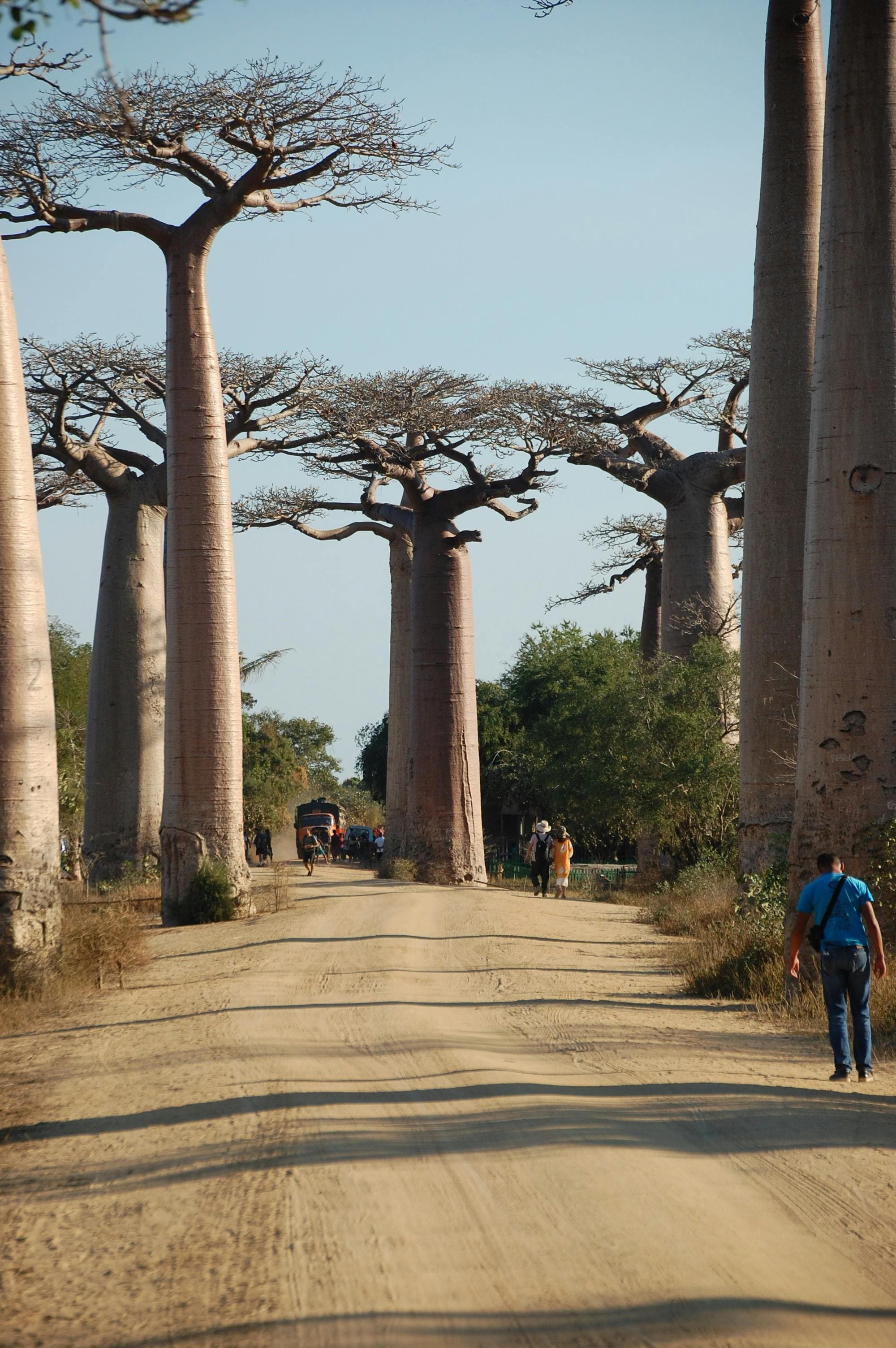 Lush forests of Madagascar