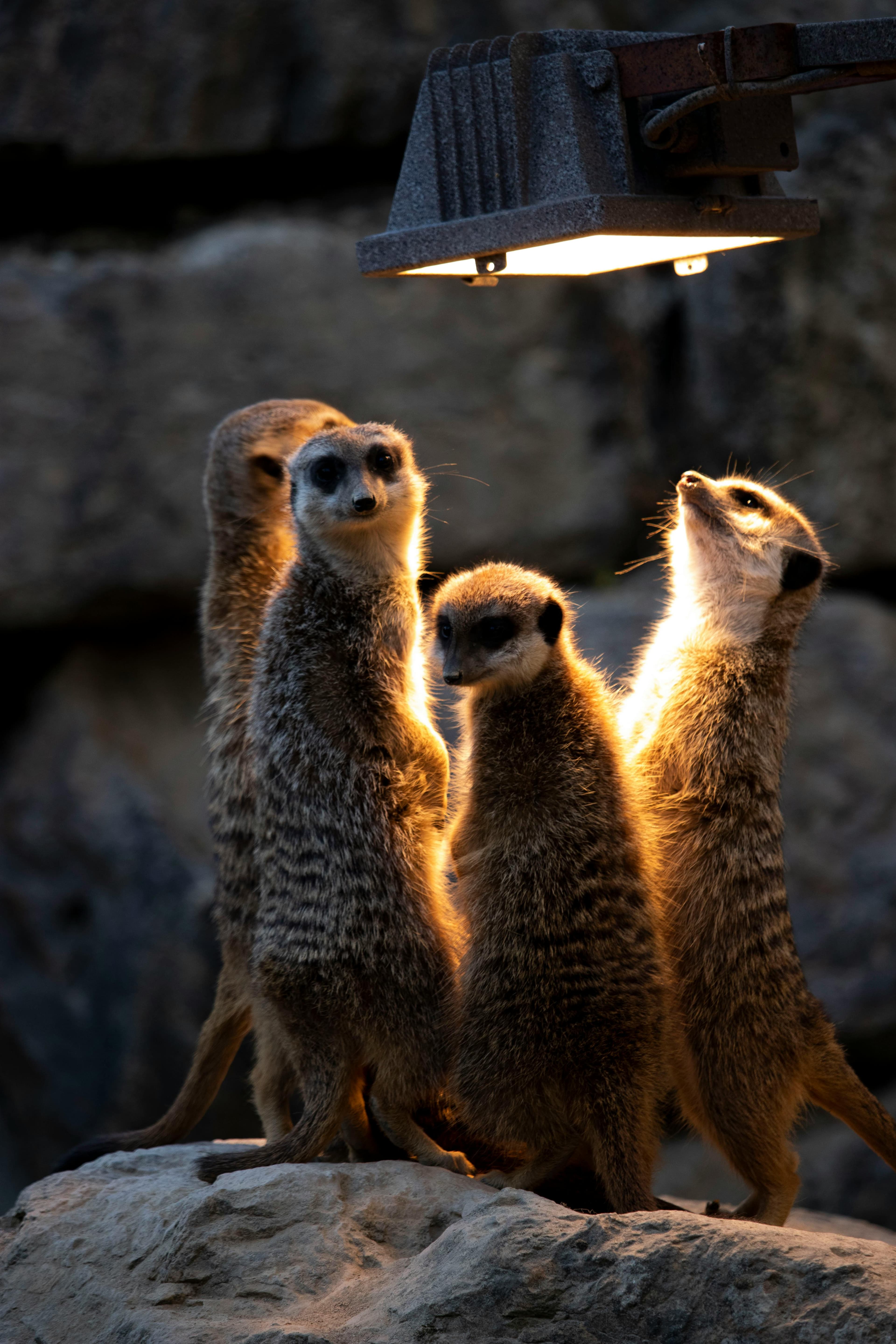 A family of meerkats standing watch