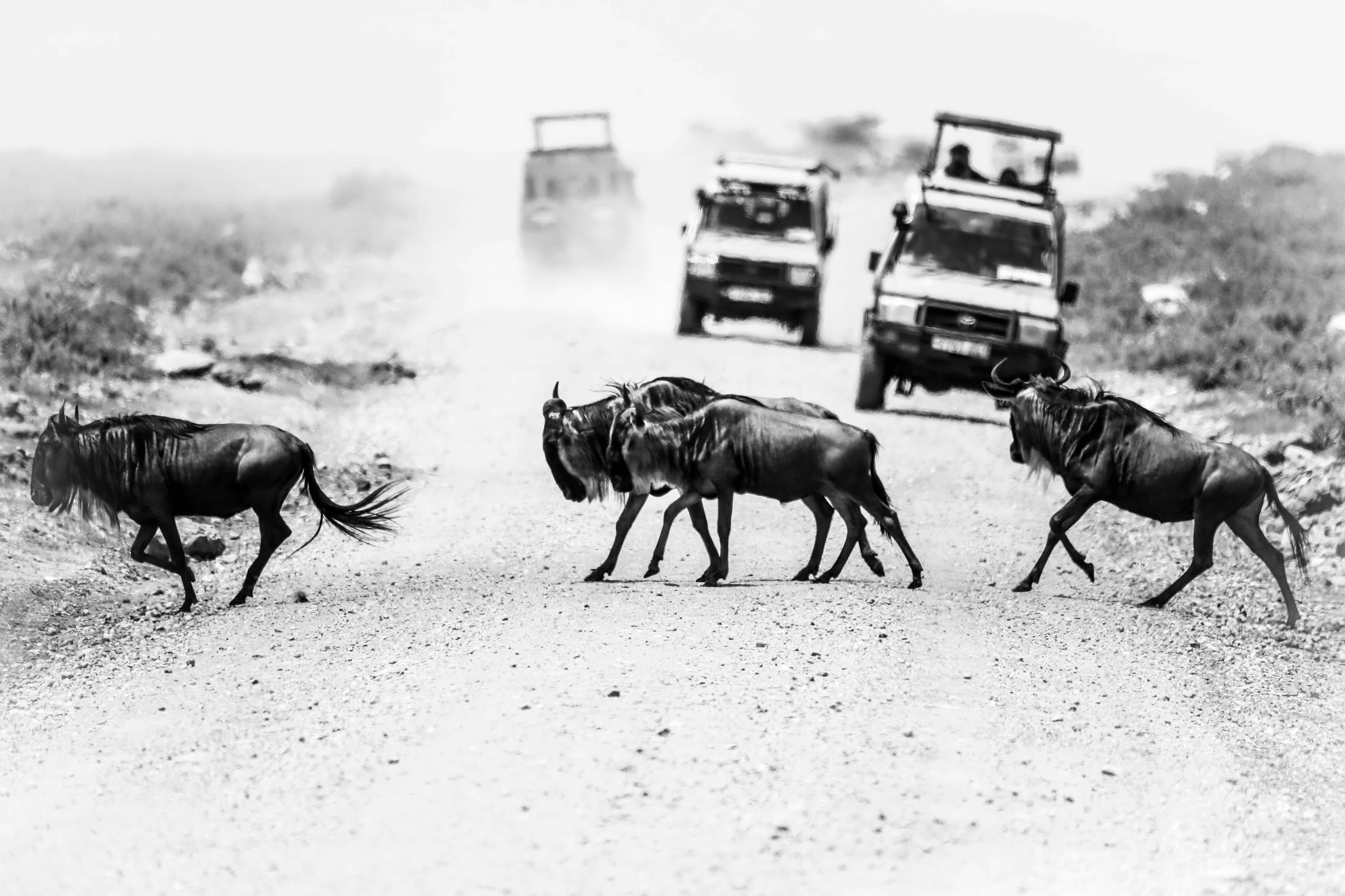 Tours & Safaris